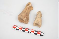 Foto von Astragal (NHMW-PRAE-026899)